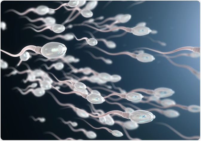 male-sperm